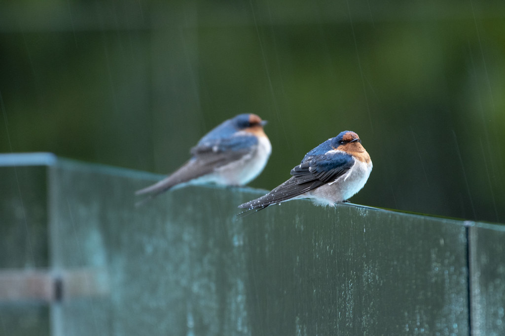 : Birds Camping in Rain