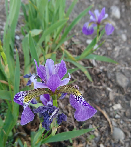 Iris versicolore ©  abdallahh