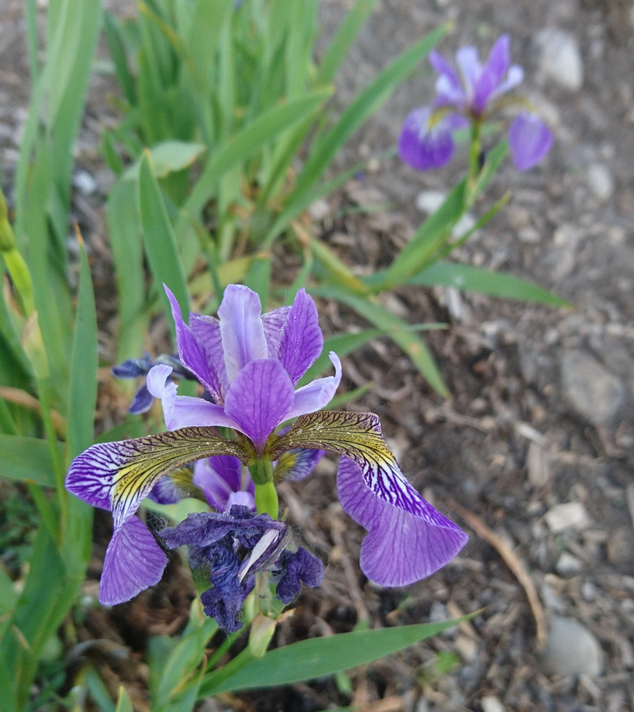 фото: Iris versicolore