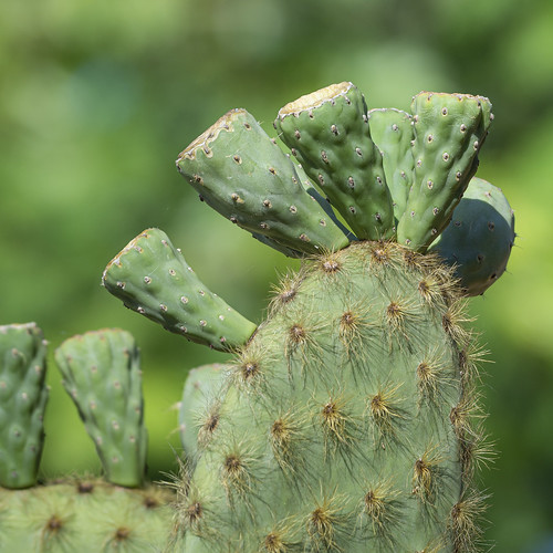 Prickly Pear Cactus, Galapagos ©  kuhnmi