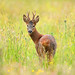 Mature Roe Buck in Summer Meadow