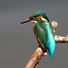 Kingfisher Greens & Blues
