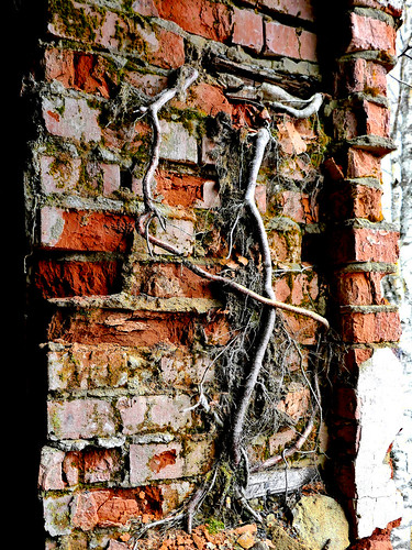 Veins this wall ©  Sergei F