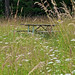 Bench In The Meadow