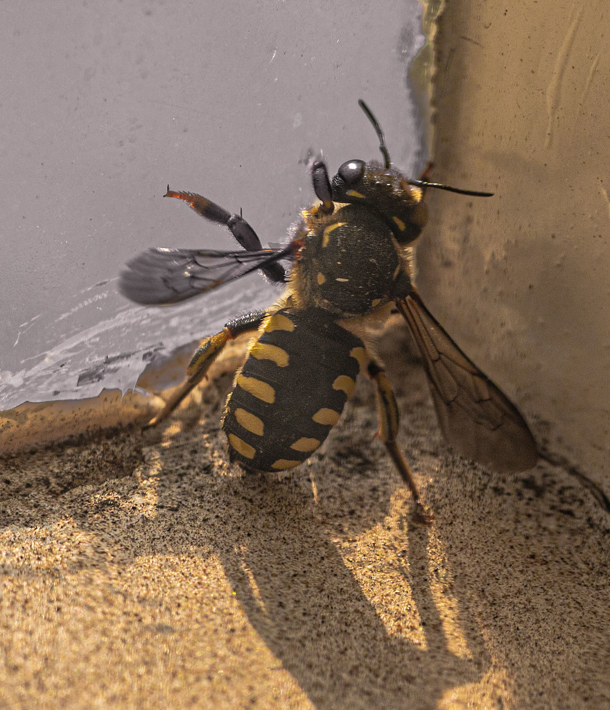 : Wasp