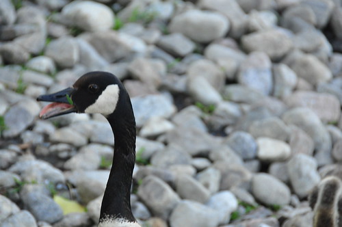 Canada Geese ©  abdallahh