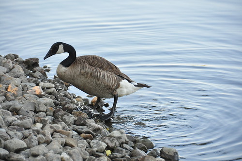 Canada Geese ©  abdallahh