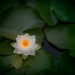 Water Lily Sunny Side Up