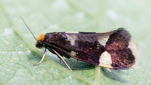 Lampronia capitella - Currant shoot borer moth -  ©  Ilia Ustyantsev