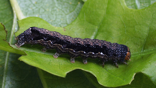 Anorthoa munda (larva) - Twin-spotted Quaker (caterpillar) -  ©  Ilia Ustyantsev