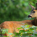 Roe Deer, Friston Forest