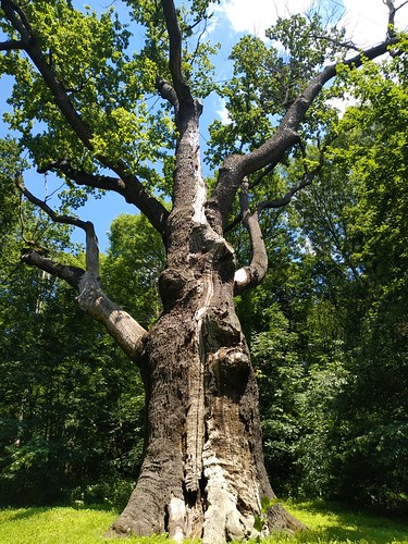 Maksym Zaliznyak oak tree /    (Kholodny Yar, Ukraine ©  Sasha India