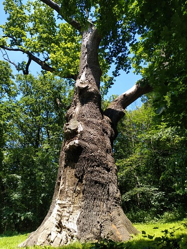 Maksym Zaliznyak oak tree /    (Kholodny Yar, Ukraine ©  Sasha India