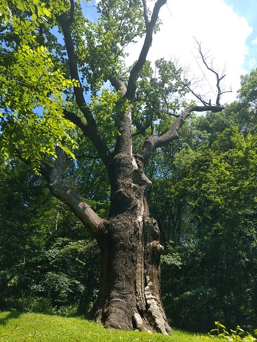 Maksym Zaliznyak oak tree /    (Kholodny Yar, Ukraine) ©  Sasha India