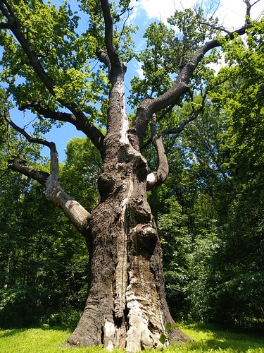 1100 years old oak tree /    (Kholodny Yar, Ukraine) ©  Sasha India