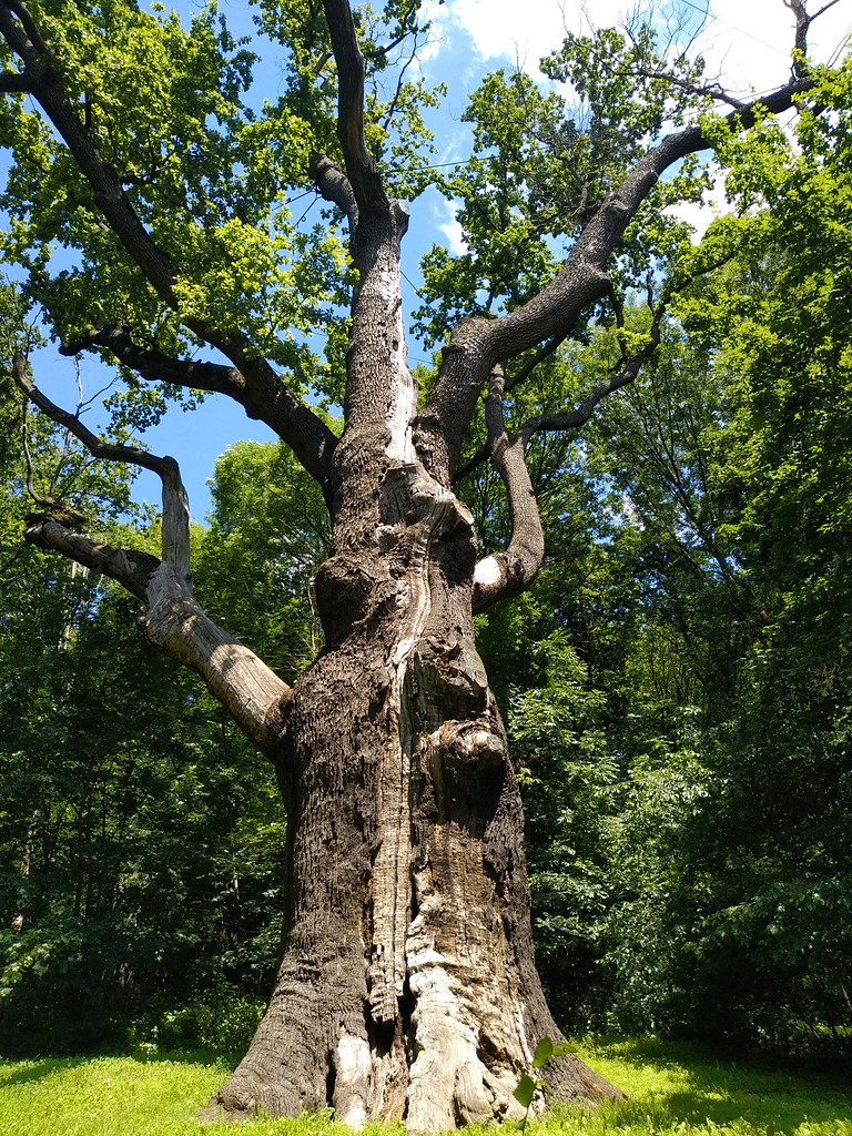 : 1100 years old oak tree /    (Kholodny Yar, Ukraine)