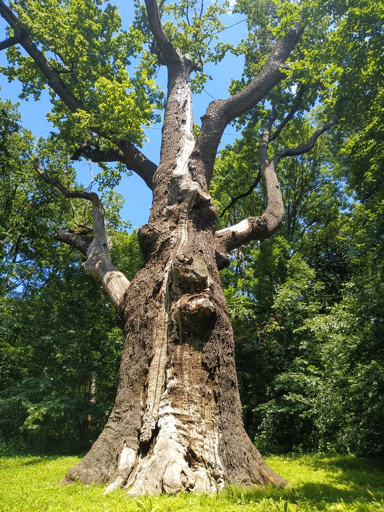: Maksym Zaliznyak oak tree /    (Kholodny Yar, Ukraine