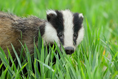 Young Badger