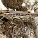 Orsara di Puglia - Grashopper