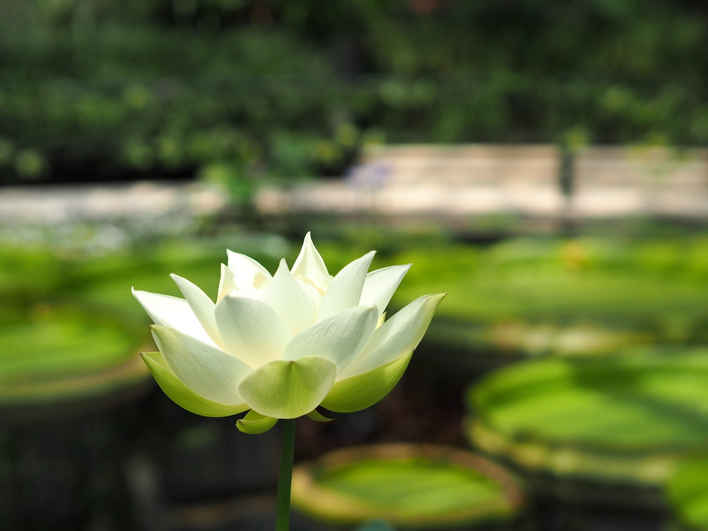 : Kew gardens waterlily