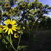 Sunflowers In the Bosque 6
	