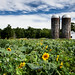 Sunflowers and Silos, Lincoln, RI, 2020
