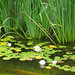 Lotus flowers and other plants_Pond with natural substrates__P8290007