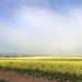 Morning fog on the Canola crop