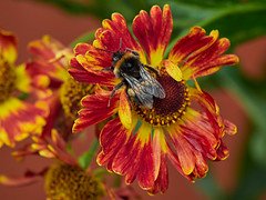 More bees on the Heleniums