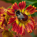 More bees on the Heleniums