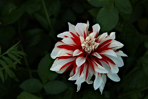 Dahlia red-white ©  Егор Журавлёв