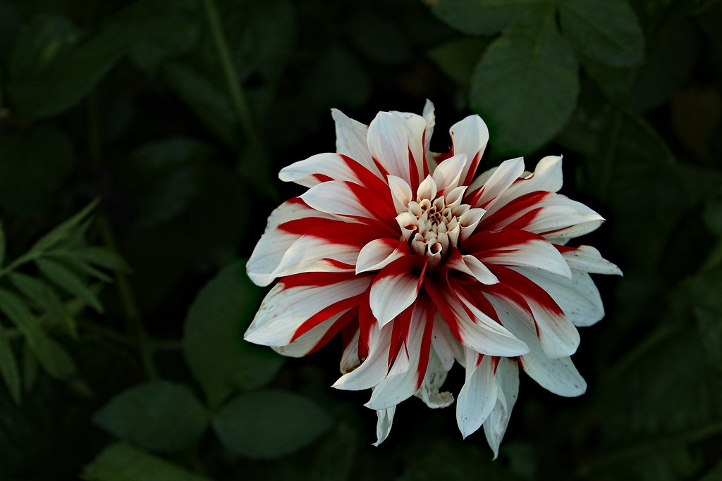 фото: Dahlia red-white