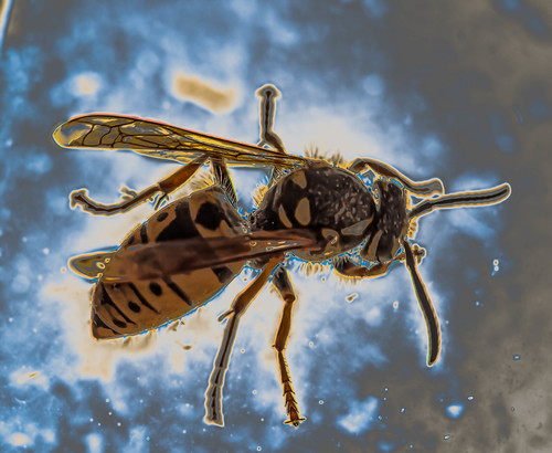 Wasp on spaceflight ©  Raymond Zoller