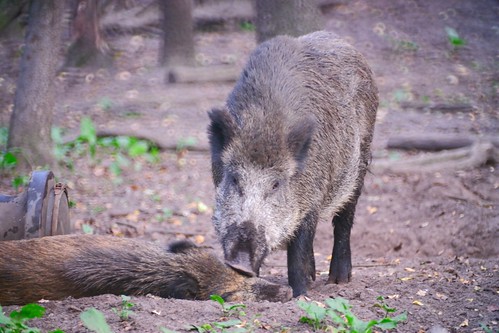 Wild boars | September 23, 2020 | Eekholt - Großeaspe - Schleswig-Holstein - Germany