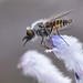 Acreotrichus sp Bee Fly