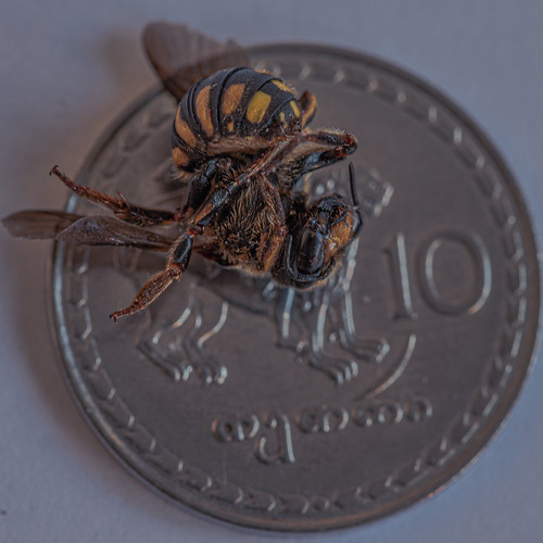 Perished wasp ©  Raymond Zoller