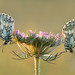 Marbled Whites (male and female) Friston Gallops