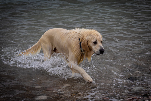 Wet dog ©  Raymond Zoller