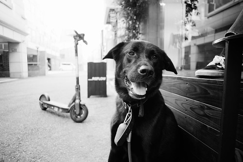 A portrait of a giant puppy near a cafe in Seoul ©  Tony