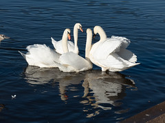 A meeting of swans