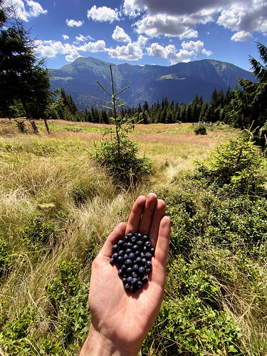 blueberries ©  Mykyta Nikiforov