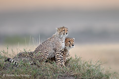 Cheetah lookout