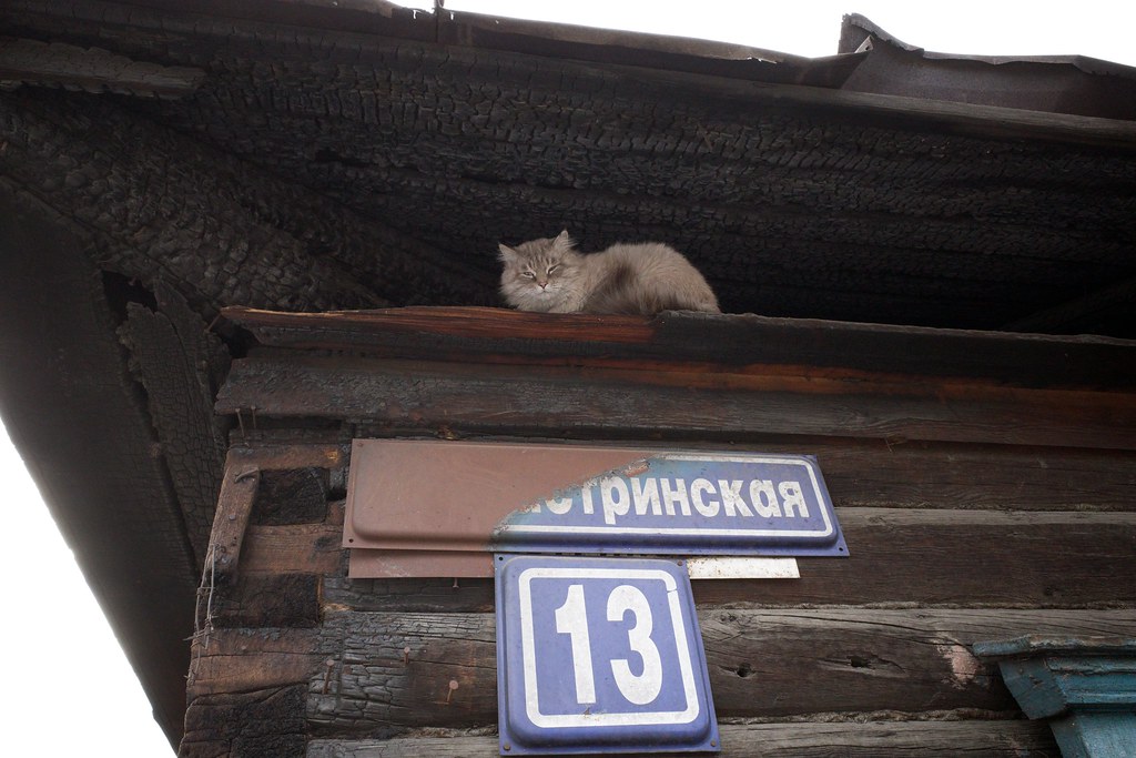 : Cat. Tschita, transbaikalia, siberia