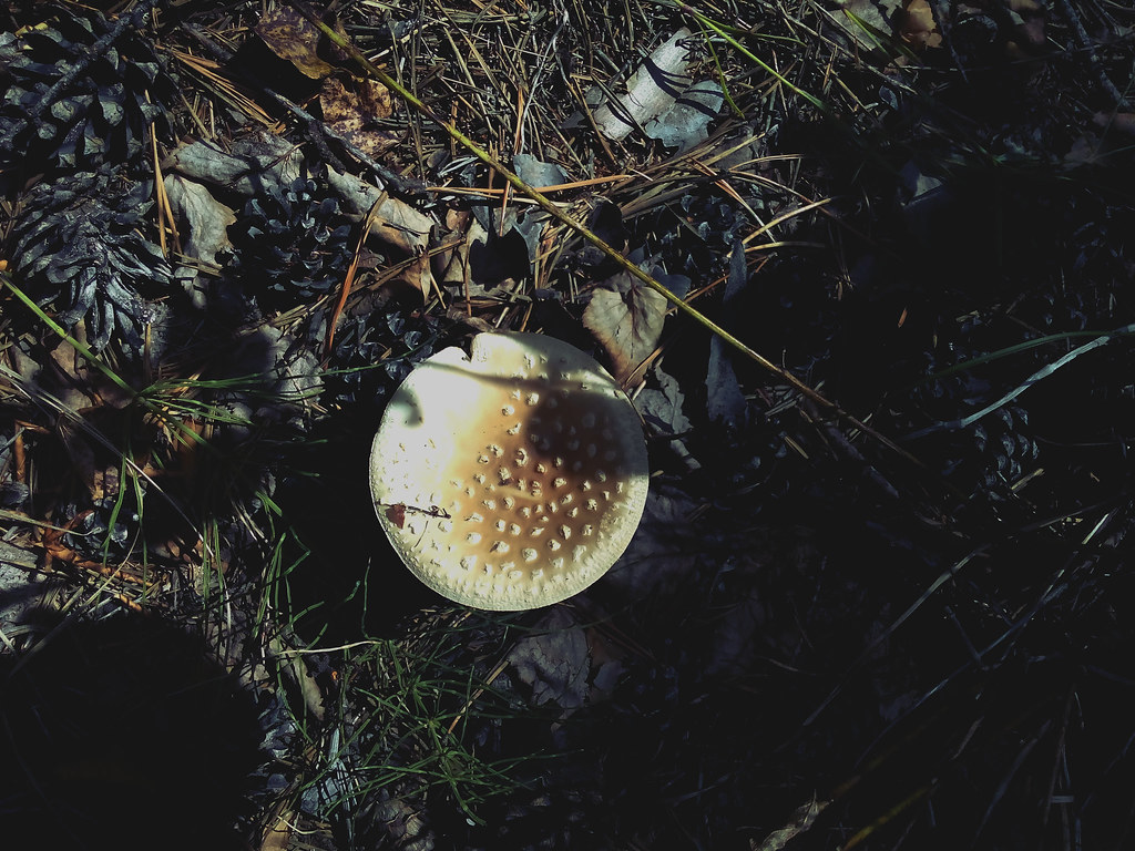 : The Mushroom by like Moon
