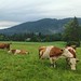 Cow Dairy Pasture Summer Upper Bavaria Germany © Kuh Feld Wiese Sommer Bayern Oberbayern ©