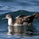 1.01723 Puffin fouquet / Puffinus pacificus / Wedge-tailed Shearwater