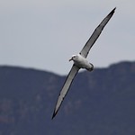 1.01603 Albatros à cape blanche / Thalassarche cauta / Shy Albatross