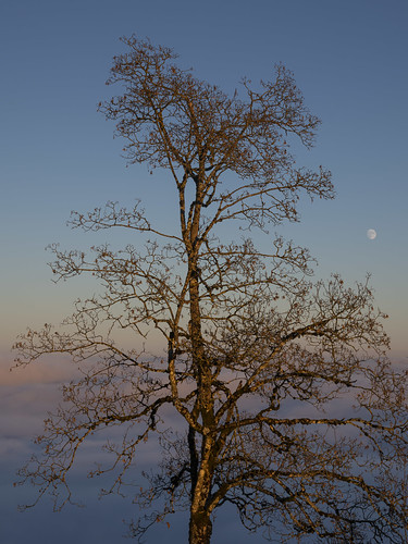 Tree and moon in twilight ©  kuhnmi