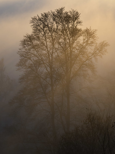 Tree Silhouette in Fog ©  kuhnmi