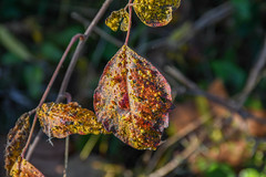 a textured leaf